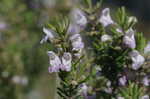 False rosemary